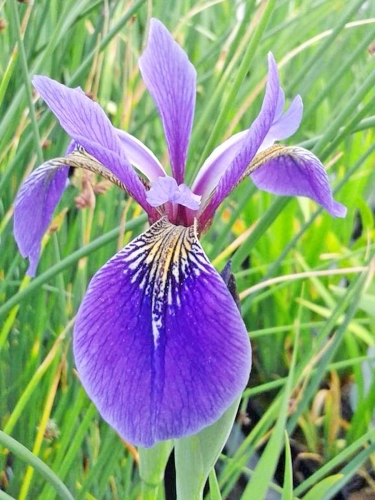 Iris versicolor - blaue Sumpfiris